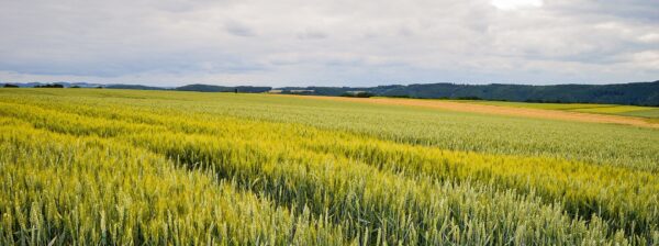 Obsluha posklizňové linky a údržba areálu a travnatých ploch (od 28.000 Kč měsíčně)